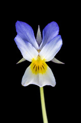 Obraz premium Viola flower isolated on black