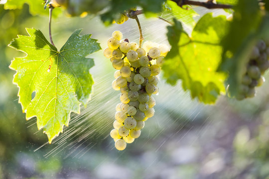 White grape bunch on the vine