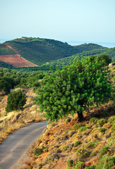 Many fruit trees on the plantation.