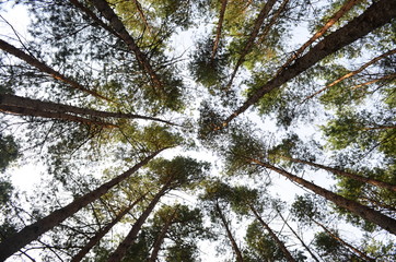 Вид на сосны снизу / View of the pines from below