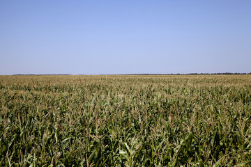 Fototapeta na wymiar immature corn field 
