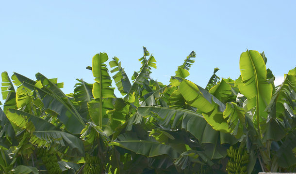 Banana trees plantation in Tenerife,Canary Islands.
