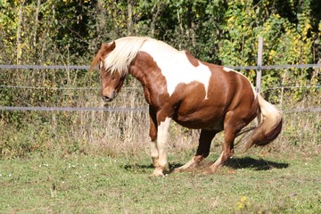 Fototapeta premium Ponette qui bondit