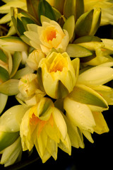 Bouquet of yellow lotus flower.