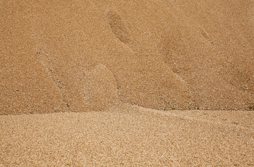 wheat crop. grain