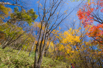 Obraz premium 紅葉した森