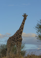 Giraffes in Africa