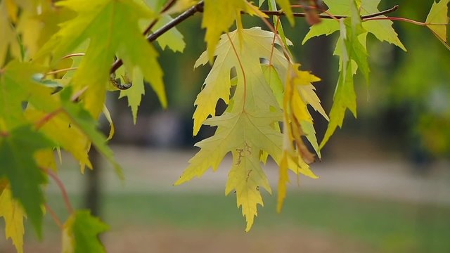 autumn, yellow, leaves, leaf, gold, park, garden, tree