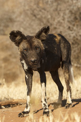 African Wild Dog (Painted Wolf)