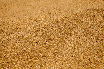 grain wheat .   heap 