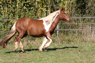 Au galop dans l'automne
