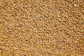 heap of wheat grains  
