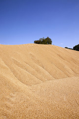 Obraz premium grain wheat . heap 