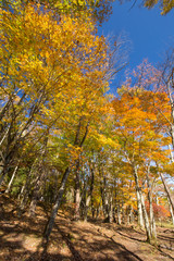 Fototapeta premium 紅葉した森