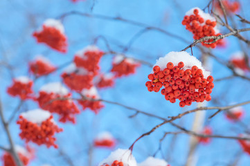 Bright red rowan in the snow against the blue sky