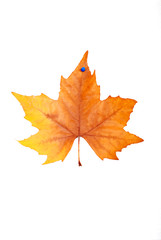 beautiful colorful autumn maple leaf