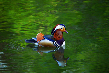 Kaczka Mandarynka © kmicic89