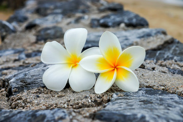 white and yellow frangipani flowers on the stone.