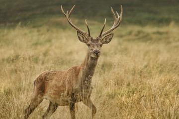 Naklejka premium Deer