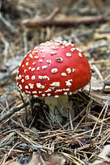 Amanita poisonous mushroom in the forest
