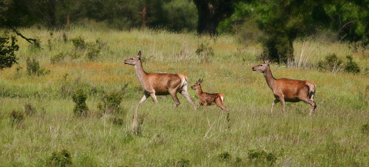 Fototapeta premium Deer