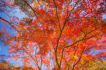 紅葉したもみじ