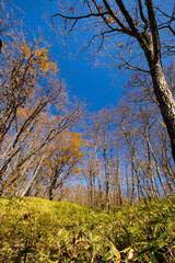 Obraz premium 紅葉した森