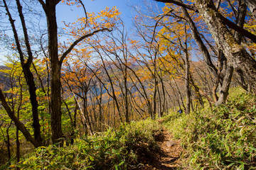 Fototapeta premium 紅葉した森