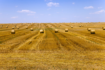 Fototapeta premium haystacks straw . summer