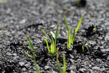 The grass that emerge from the street.
