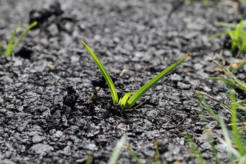 The grass that emerge from the street.
