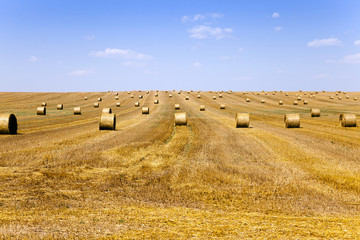 Fototapeta premium agriculture field . summer
