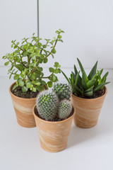 Succulents and cactus in flowerpot. White background.