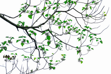 Group of green trees on white background
