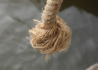 close up of end rope