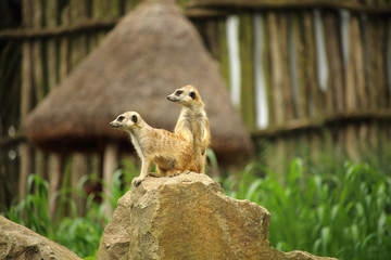 Two meerkats - suricates (Suricata suricatta) on a rock