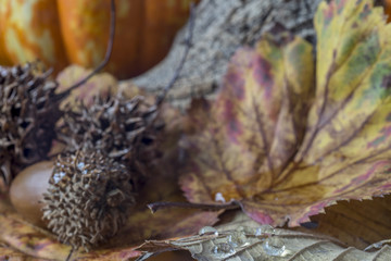 Autumn leaves