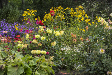 Colorful flowers in a garden
