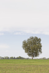 Single birch tree in a rural area
