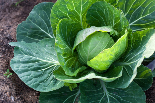 White head cabbage on the field
