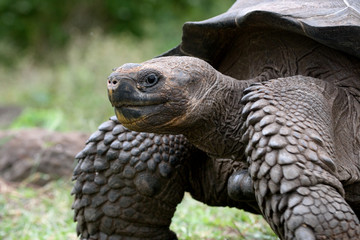 Galapagos Tortoise on the grass. General form. An excellent illustration.