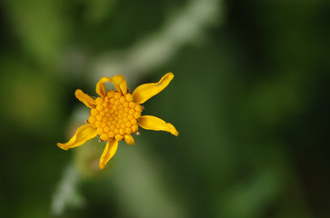 Calendula arvensis yellow wildflower