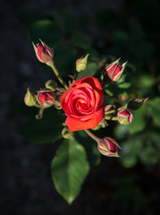 Red rose romantic flower with blossoms