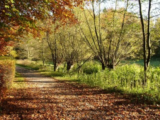 Wanderweg durch das Schopketal am Menkhauser Bach im Herbst bei Sonnenschein in Oerlinghausen im Teutoburger Wald bei Bielefeld am Hermannsweg in Ostwestfalen-Lippe