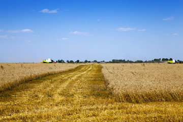  agricultural field. cereals