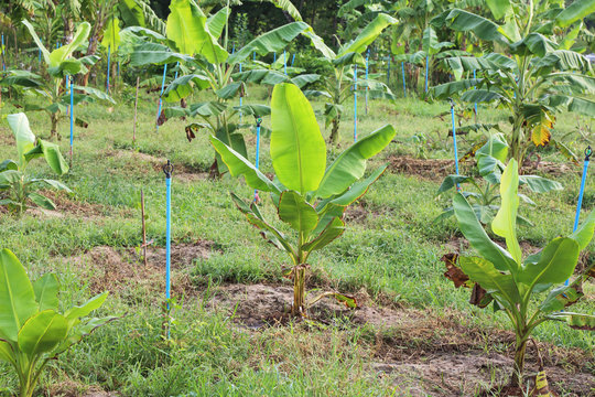 banana tree in the crop