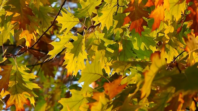 autumn, yellow, leaves, leaf, gold, park, garden, tree
