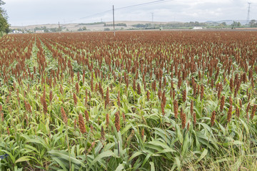  Sorghum field
