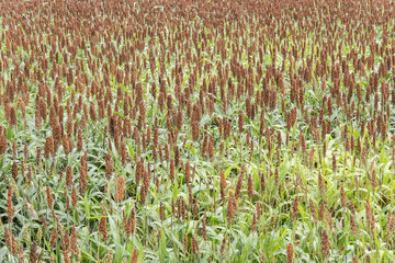  Sorghum field