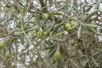 Ripe olives on the tree